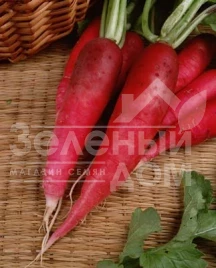 Семена редьки Кармина / Karmina,40-45 дней купить оптом и в розницу в Украине по выгодной цене
