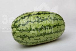 Насіння кавуна Астерікс (LS 1805) F1 / Asterix  (LS 1805) F1 купити оптом і в роздріб в Україні за вигідною ціною