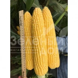 Семена кукурузы Драйвер F1 / Drayver F1 купить оптом и в розницу в Украине по выгодной цене