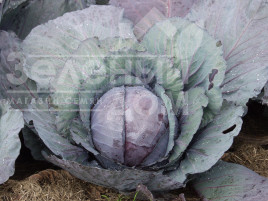 Насіння капусти червоноголової Редскай F1 / Redsky F1,75 днів купити оптом і в роздріб в Україні за вигідною ціною