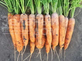 Насіння моркви 1932  F1 / 1932  F1, 90 днів купити оптом і в роздріб в Україні за вигідною ціною