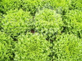 Насіння салату Мірна / Myrna,60-65 днів купити оптом і в роздріб в Україні за вигідною ціною