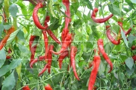 Семена горького перца Янка F1 / Yanka F1,70-75 дней купить оптом и в розницу в Украине по выгодной цене