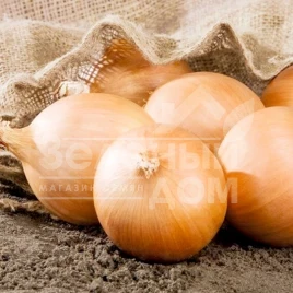 Лук репчатый Калвера F1 (Т-831 F1) / Kalvera F1 (T-831 F1),85 дней купить оптом и в розницу в Украине по выгодной цене