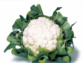 Семена капусты цветной Кашмир F1 / Kashmir F1,55-60 дней купить оптом и в розницу в Украине по выгодной цене