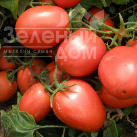 Насіння томатів Шейк / Shejk, 50-60 днів купити оптом і в роздріб в Україні за вигідною ціною