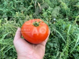 Семена томатов Дайсон F1 / Dayson F1 купить оптом и в розницу в Украине по выгодной цене