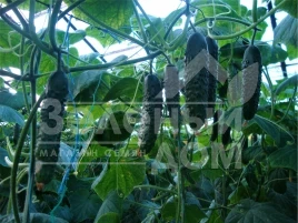 Семена огурцов Дартвер F1 / Dartver F1 купить оптом и в розницу в Украине по выгодной цене