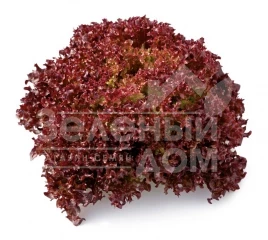 Семена салата Кармеcи / Carmesi купить оптом и в розницу в Украине по выгодной цене