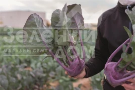 Семена капусты кольраби Констанс F1 / Konstance F1, 68 дней купить оптом и в розницу в Украине по выгодной цене