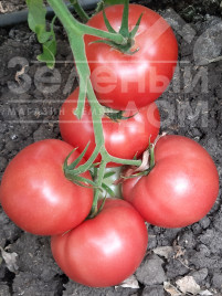 Насіння томатів Белтон F1 / Belton F1, 65-67 днів купити оптом і в роздріб в Україні за вигідною ціною