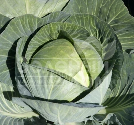 Семена капусты белокочанной Сиркон F1 / Sircon F1,140 дней купить оптом и в розницу в Украине по выгодной цене