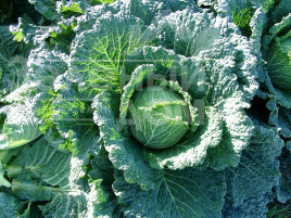 Насіння капусти савойської Мадлена F1 / Madlena F1,85-105 днів купити оптом і в роздріб в Україні за вигідною ціною