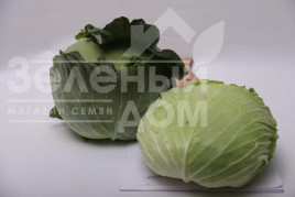 Насіння капусти білокачанної Жара F1 / Zhara F1, 60-70 днів купити оптом і в роздріб в Україні за вигідною ціною