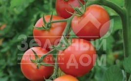 Семена томатов Эргус F1 / Ergus F1,70-80 дней купить оптом и в розницу в Украине по выгодной цене