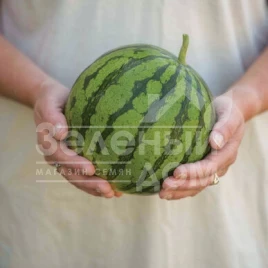 Семена арбуза Тигрис F1 / Tigris F1 купить оптом и в розницу в Украине по выгодной цене