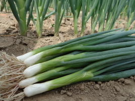 Цибуля на перо Страда / Strada купити оптом і в роздріб в Україні за вигідною ціною