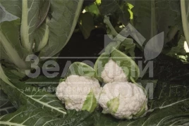 Семена капусты цветной Алкала F1 / Alcala F1,76 дней купить оптом и в розницу в Украине по выгодной цене