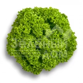 Семена салата Лугано / Lugano купить оптом и в розницу в Украине по выгодной цене