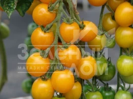 Семена томатов Голдкроне / Goldkrone,90-100 дней купить оптом и в розницу в Украине по выгодной цене