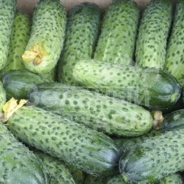 Семена огурцов Аваланж F1 / Avalanche F1,37 дней купить оптом и в розницу в Украине по выгодной цене