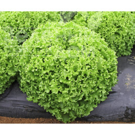 Насіння салату Драгон / Dragone купити оптом і в роздріб в Україні за вигідною ціною