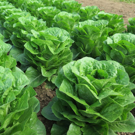 Насіння салату Тіпікал / Typical купити оптом і в роздріб в Україні за вигідною ціною