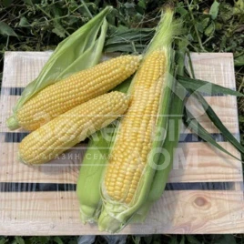 Семена кукурузы Свит Лаки F1 / Sweet Lucky F1,70-72 дня купить оптом и в розницу в Украине по выгодной цене