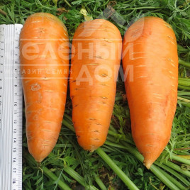 Насіння моркви Болтекс / Boltex,110-120 днів купити оптом і в роздріб в Україні за вигідною ціною