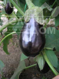 Насіння баклажанів Классік F1 / Classic F1,70-75 днів купити оптом і в роздріб в Україні за вигідною ціною