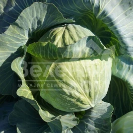 Семена капусты белокочанной Эпикур F1 / Epikur F1,125-130 дней купить оптом и в розницу в Украине по выгодной цене