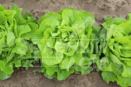 Семена салата Аналотта / Analotta  купить оптом и в розницу в Украине по выгодной цене