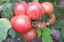 Насіння томатів Хепінет F1 / Hapinet F1,65-70 днів купити оптом і в роздріб в Україні за вигідною ціною