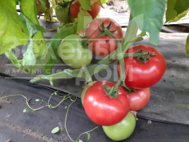 Насіння томатів Розарій F1 / Rozariy F1 купити оптом і в роздріб в Україні за вигідною ціною