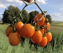 Насіння томатів Оранж Олів F1 / Orange Olive F1,95-100 днів купити оптом і в роздріб в Україні за вигідною ціною