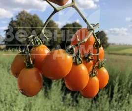 Насіння томату Оранж Олів F1 / Orange Olive F1, 95-100 днів купити оптом і в роздріб в Україні за вигідною ціною