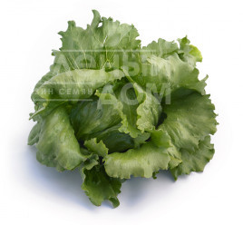 Насіння салату Айс Вейв / Ice Wave купити оптом і в роздріб в Україні за вигідною ціною