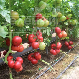 Насіння томатів Тайпінк F1 / Taypink F1 купити оптом і в роздріб в Україні за вигідною ціною