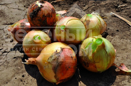 Цибуля ріпчаста Команч F1 / Comanche F1, 80-85 днів купити оптом і в роздріб в Україні за вигідною ціною