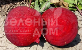 Насіння буряка Детройт / Detroit, 75-90 днів купити оптом і в роздріб в Україні за вигідною ціною