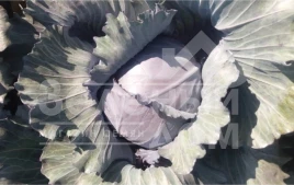 Семена капусты краснокочанной Варна F1 / Varna F1,110-120 дней купить оптом и в розницу в Украине по выгодной цене