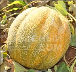 Семена дыни Танга / Tanga купить оптом и в розницу в Украине по выгодной цене