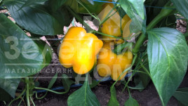Насіння солодкого перцю Абей F1 / Abey F1 купити оптом і в роздріб в Україні за вигідною ціною
