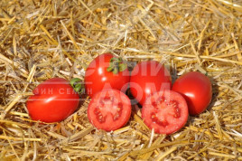 Насіння томатів Чезена F1 / Chezena F1, 85-95 днів купити оптом і в роздріб в Україні за вигідною ціною