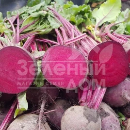 Семена свеклы Скарлет F1 / Scarlet F1,110 дней купить оптом и в розницу в Украине по выгодной цене