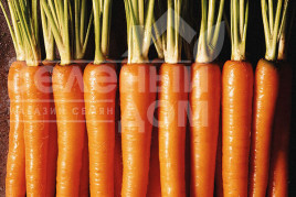 Насіння моркви Нантес Стронг Топ / Nanthes Strong,110-115 днів купити оптом і в роздріб в Україні за вигідною ціною