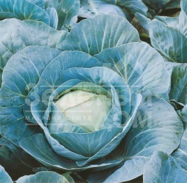 Семена капусты белокочанной Адаптор F1 / Adaptor F1,115-125 дней купить оптом и в розницу в Украине по выгодной цене