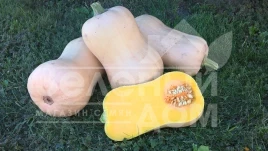 Семена тыквы Ханна F1 / Hannah F1,110-115 дней купить оптом и в розницу в Украине по выгодной цене