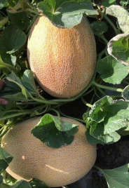 Семена дыни Милан F1 / Milan F1,67-70 дней купить оптом и в розницу в Украине по выгодной цене