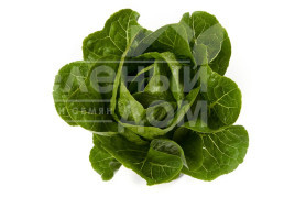 Насіння салату Рафаель / Rafael купити оптом і в роздріб в Україні за вигідною ціною